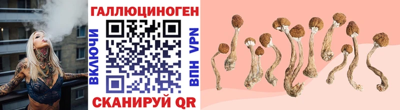 дарнет шоп  Челябинск  Псилоцибиновые грибы мицелий 
